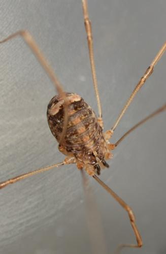 Nelima sp.